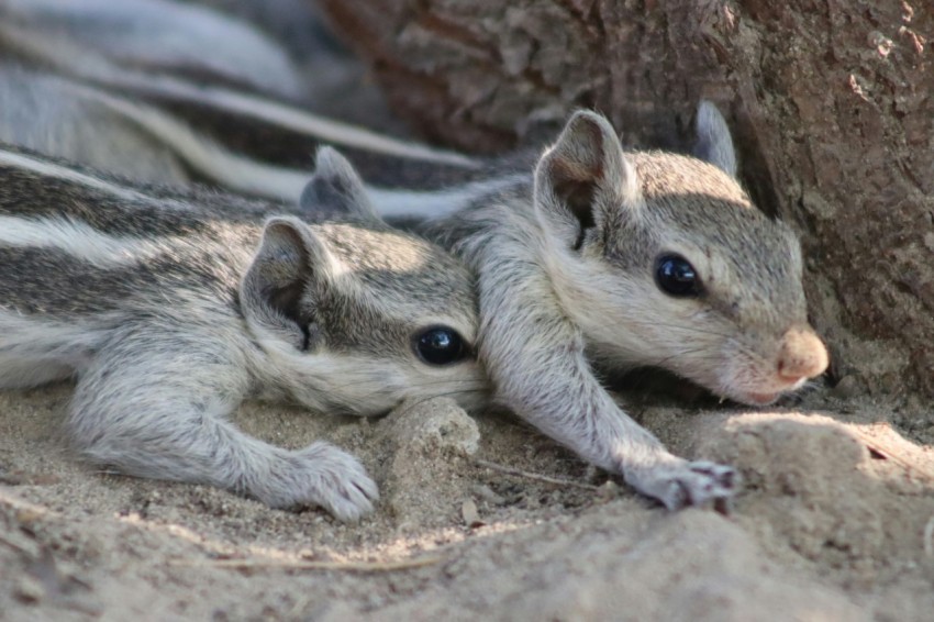 a couple of small animals laying next to a tree