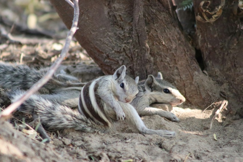 a couple of animals that are laying on the ground