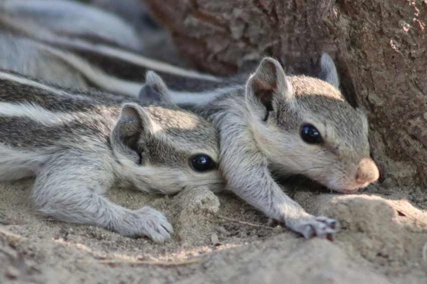 a couple of small animals laying next to a tree