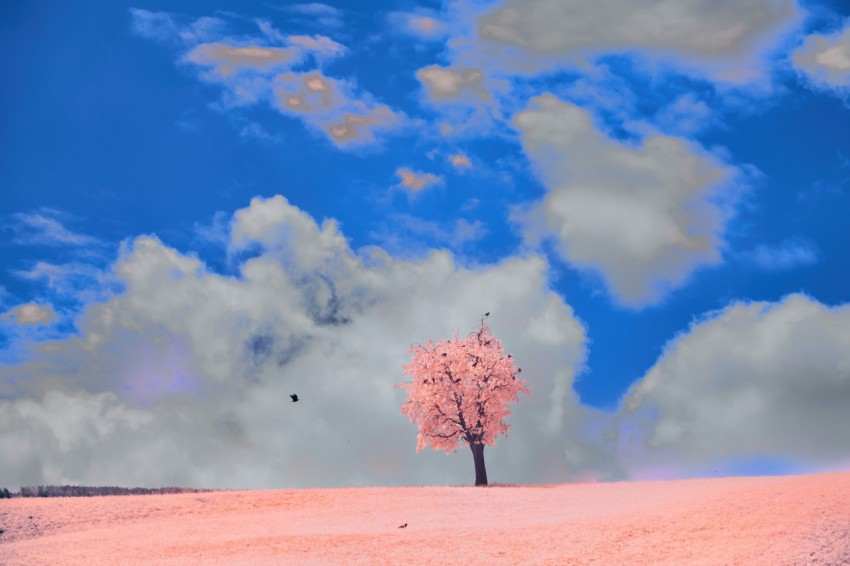 a lone tree stands alone in the middle of a field