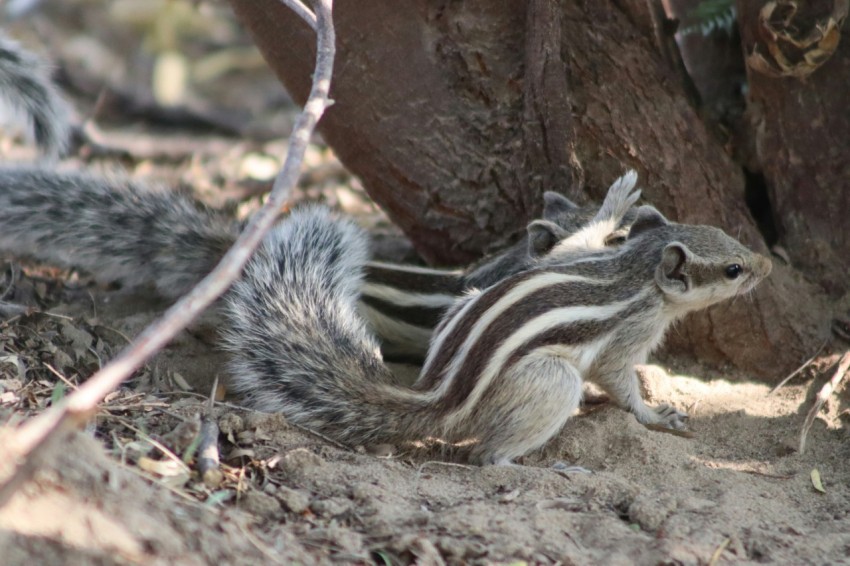 a small chipper chipping on the ground next to a tree