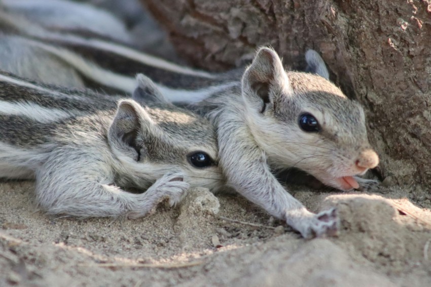 a couple of small animals laying next to a tree