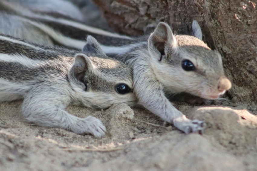 a couple of small animals laying next to a tree