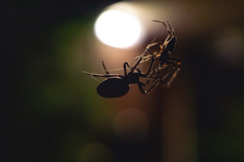 a close up of a spider on a light
