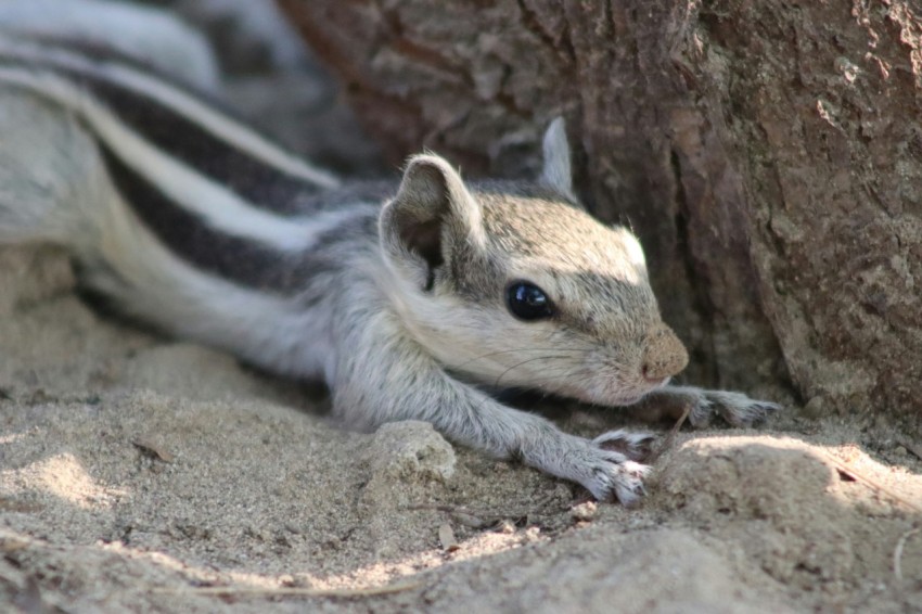 a close up of a small animal near a tree