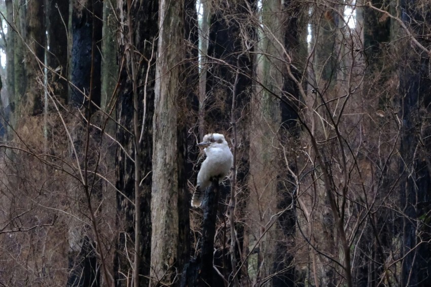 a bird is perched on a tree in the woods