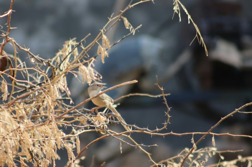 a bird sitting on a branch of a tree