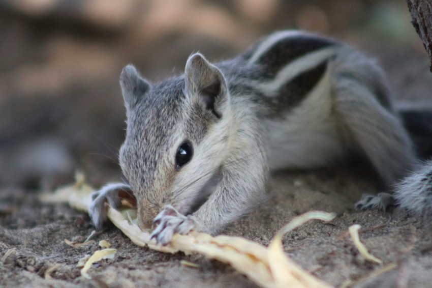 a squirrel eating a piece of food on the ground