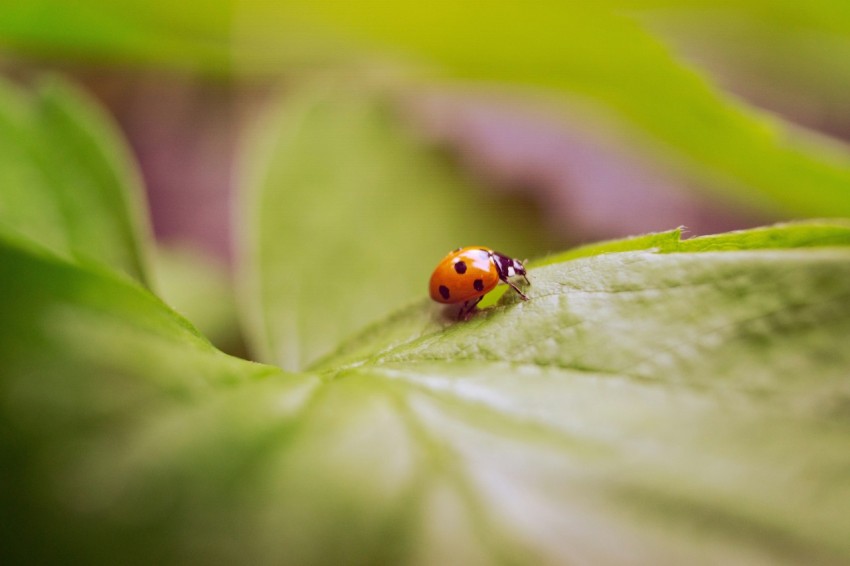 a lady bug sitting on a green leaf