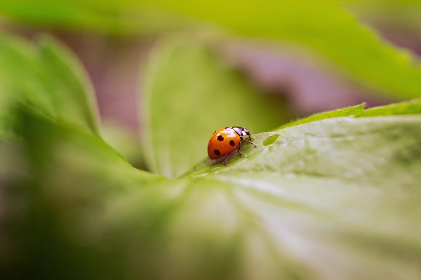 a ladybug sits on a green leaf