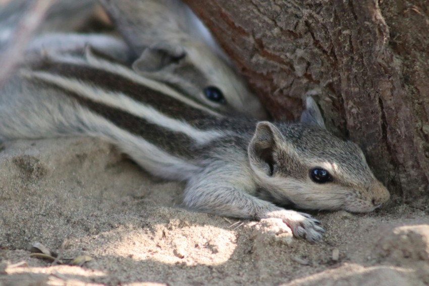 a small squirrel is hiding under a tree