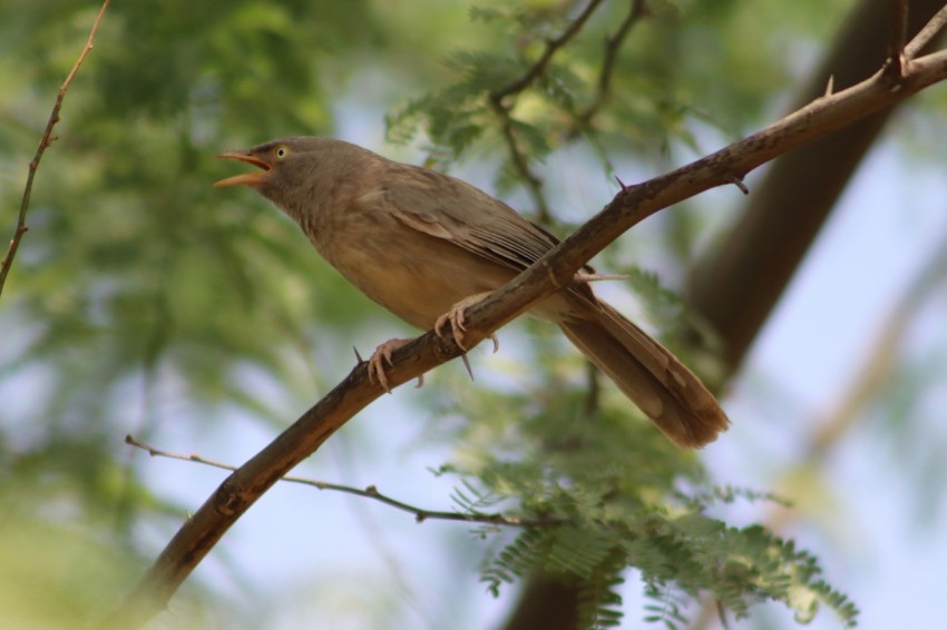 a bird perched on a branch of a tree