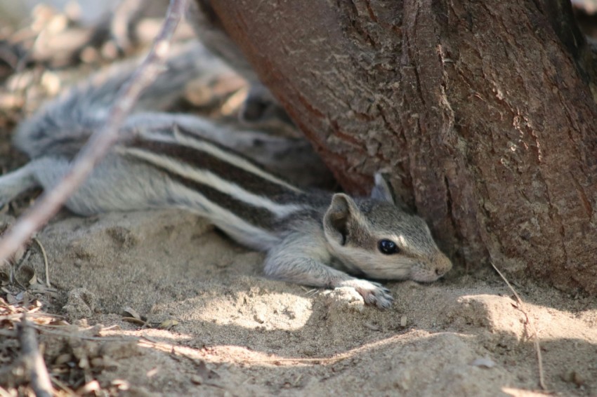 a small squirrel is laying under a tree