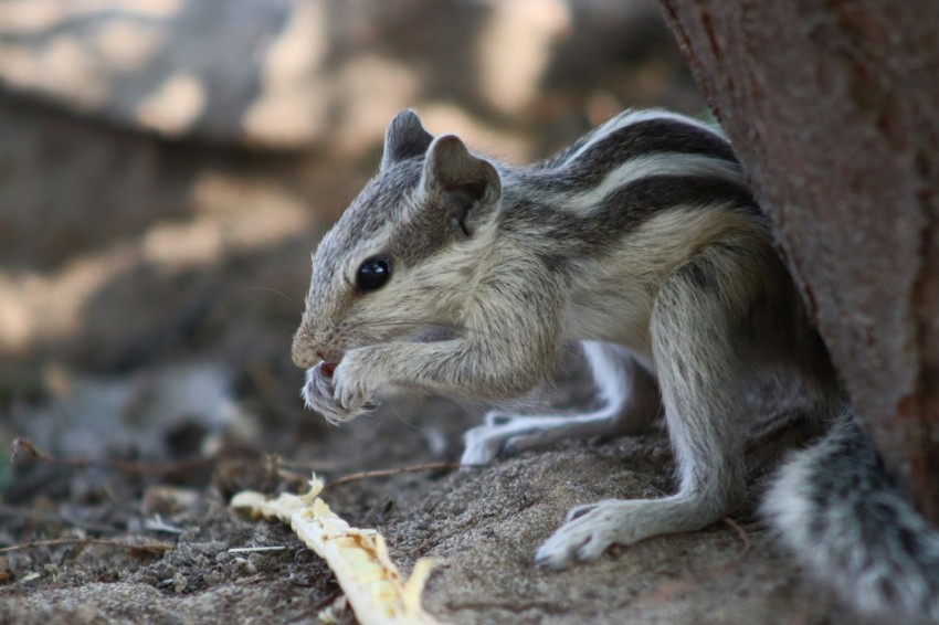 a small chipper sitting on the ground next to a tree