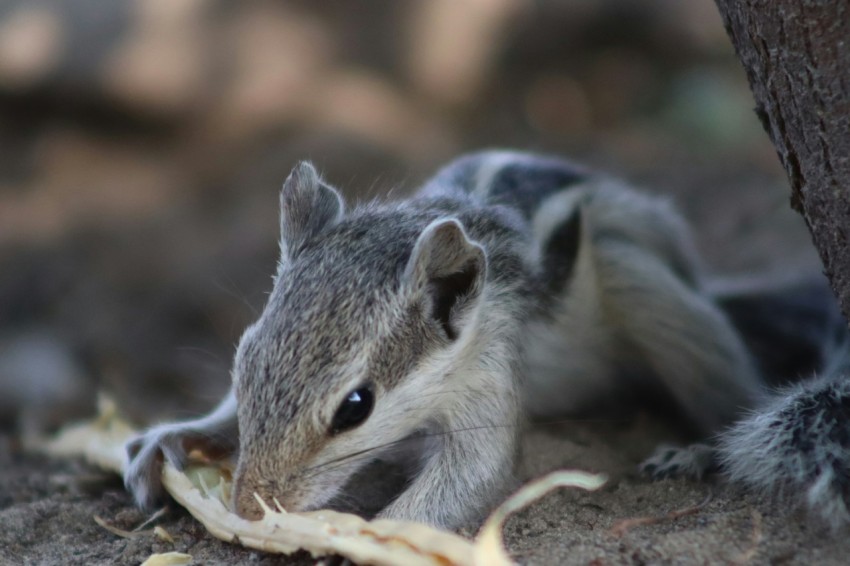 a small squirrel is sitting under a tree BGl5HL