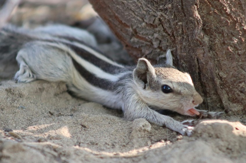 a small squirrel is sitting under a tree f7oZs