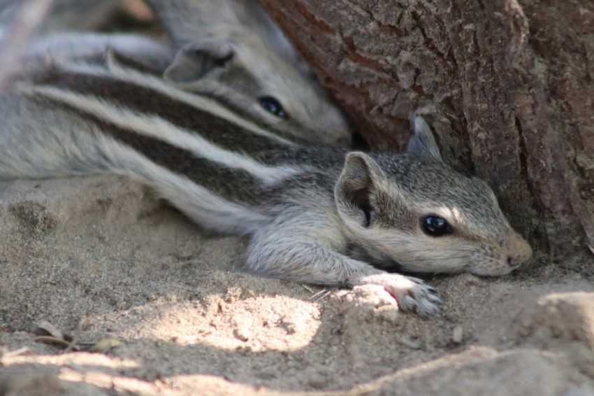 a small squirrel is hiding under a tree