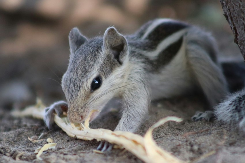 a squirrel eating a piece of food on the ground