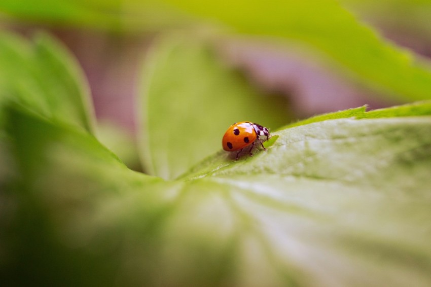 a lady bug sitting on top of a green leaf  q6D