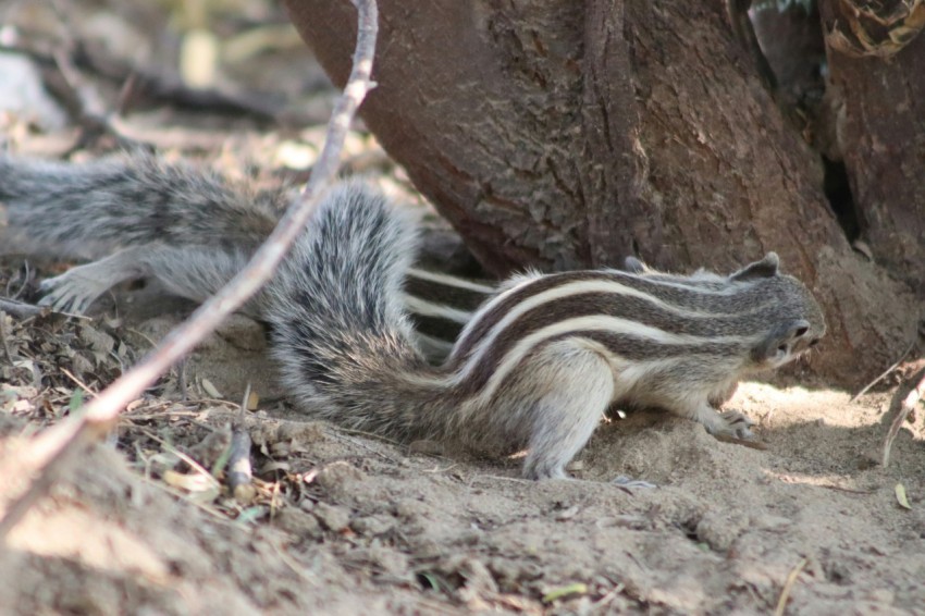 a small animal that is sitting under a tree