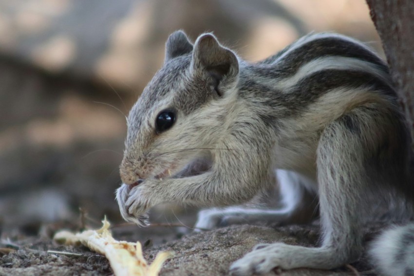 a close up of a squirrel near a tree