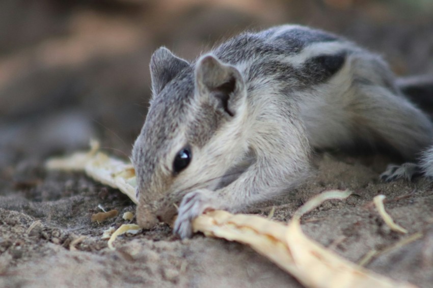 a close up of a small animal on the ground juS