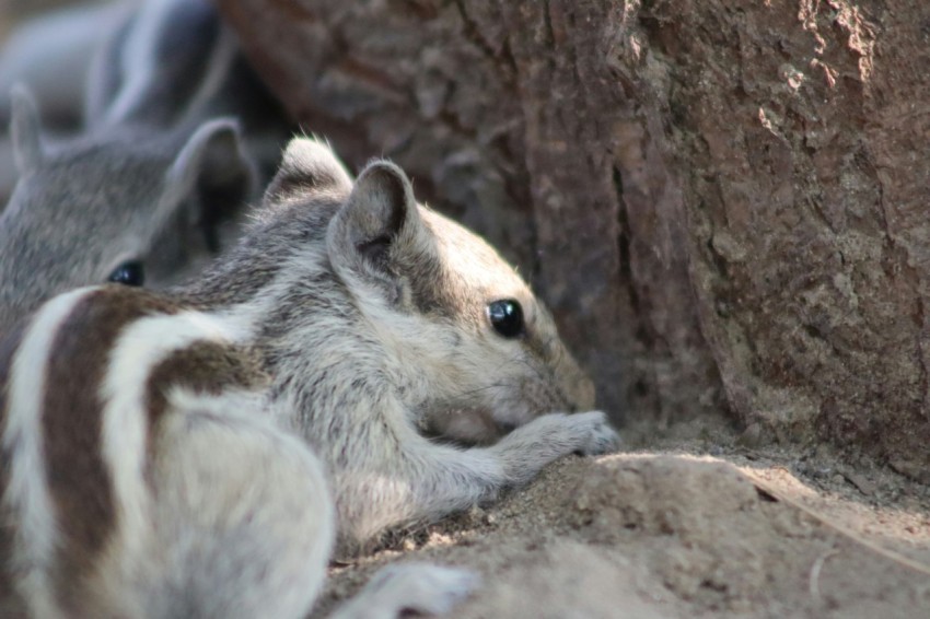 a close up of a small animal near a tree