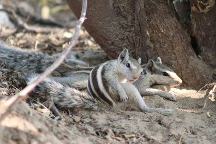 a couple of animals that are sitting in the dirt