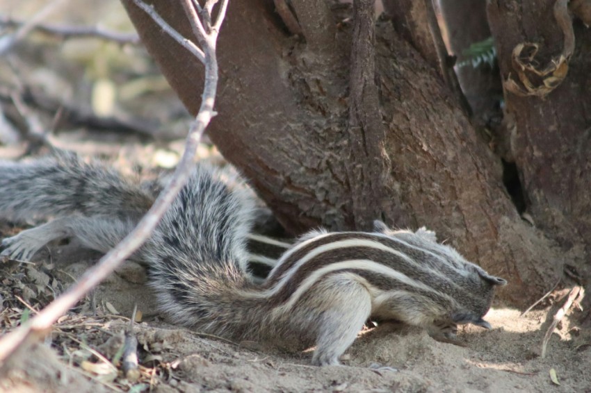 a small animal that is laying under a tree