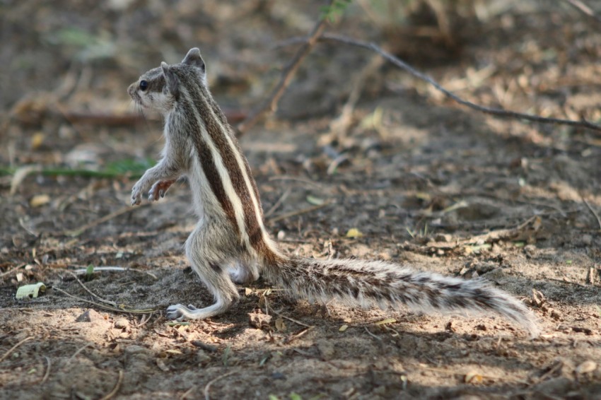 a small animal standing on its hind legs