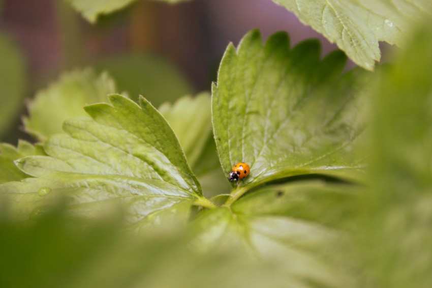 a lady bug sitting on a leaf of a plant