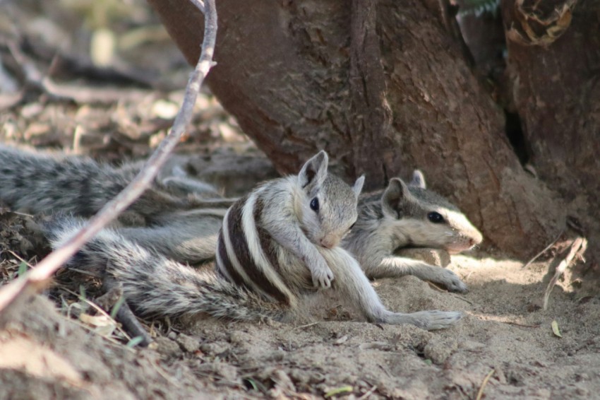 a couple of animals that are laying on the ground