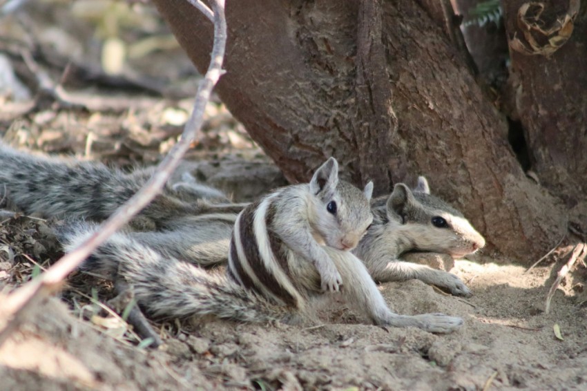 a couple of animals laying on top of a dirt field