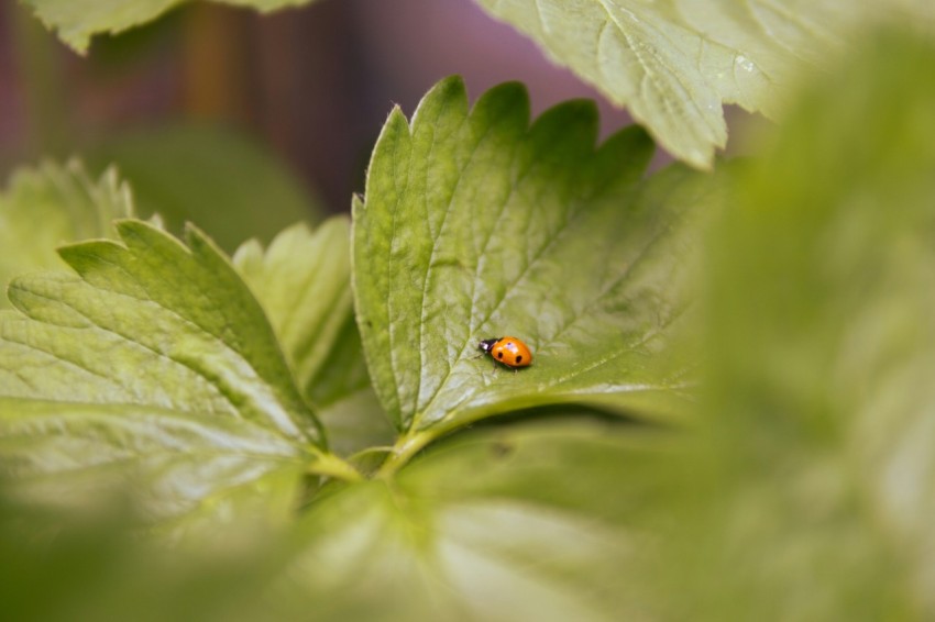 a lady bug sitting on a green leaf