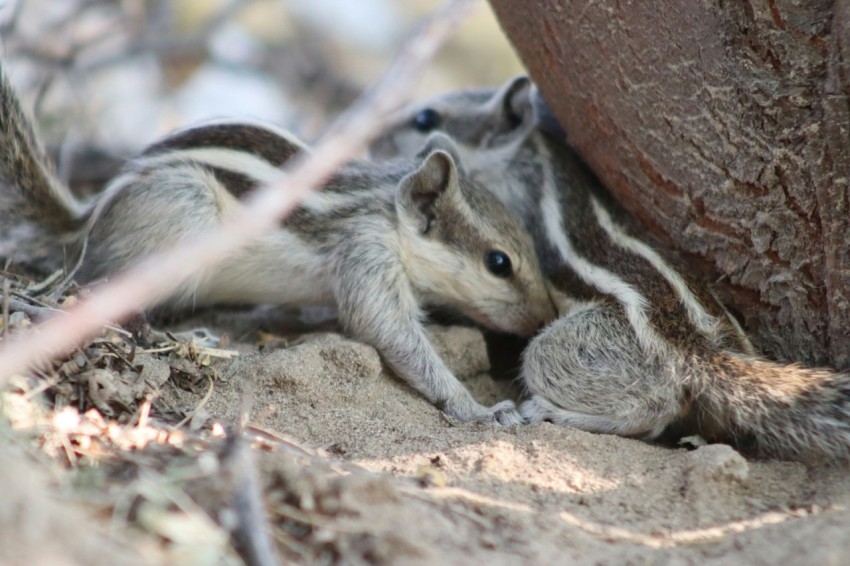 a baby chipper chipper sitting under a tree