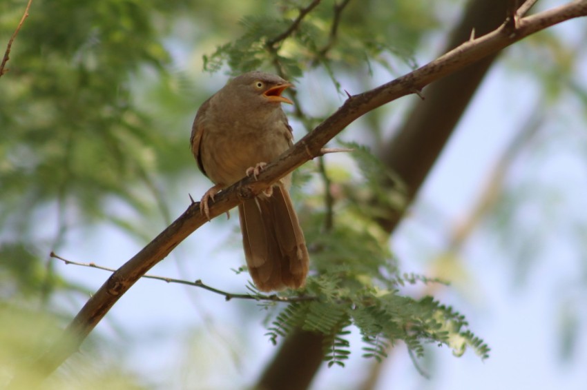 a small bird perched on a branch of a tree