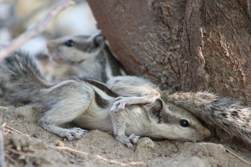 a couple of animals that are under a tree