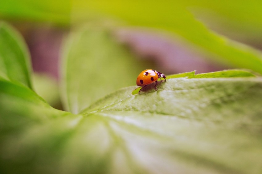 a lady bug sitting on top of a green leaf