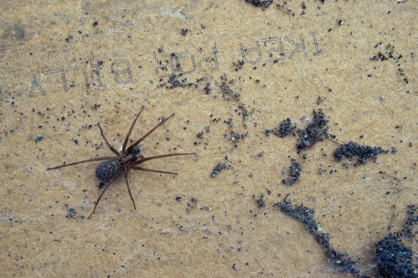 a spider crawling on the ground in the dirt