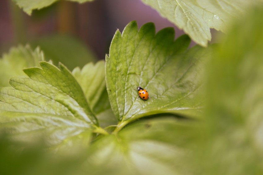 a lady bug sitting on a leaf of a plant VsctEU