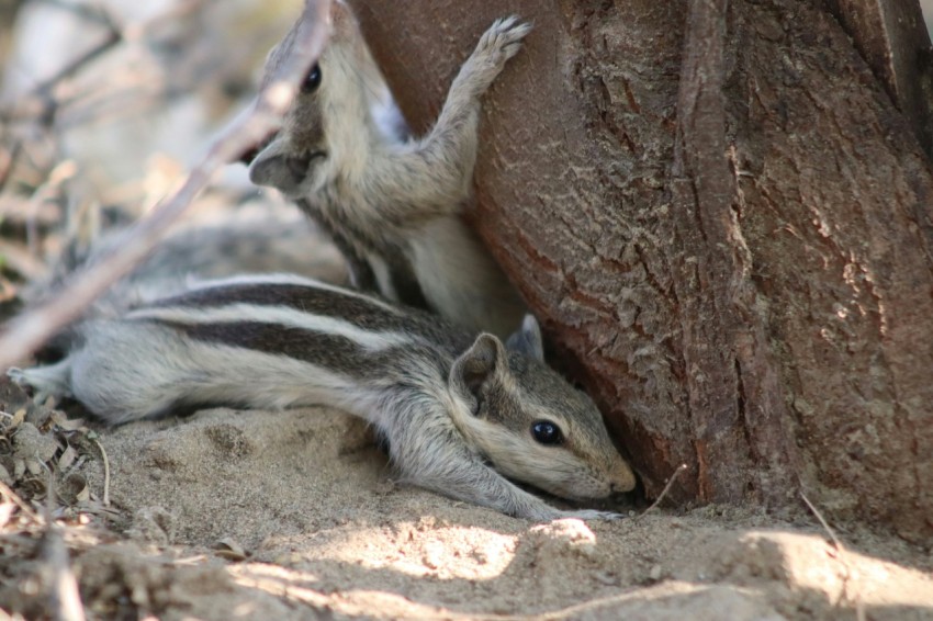 a chipper chipping on the side of a tree