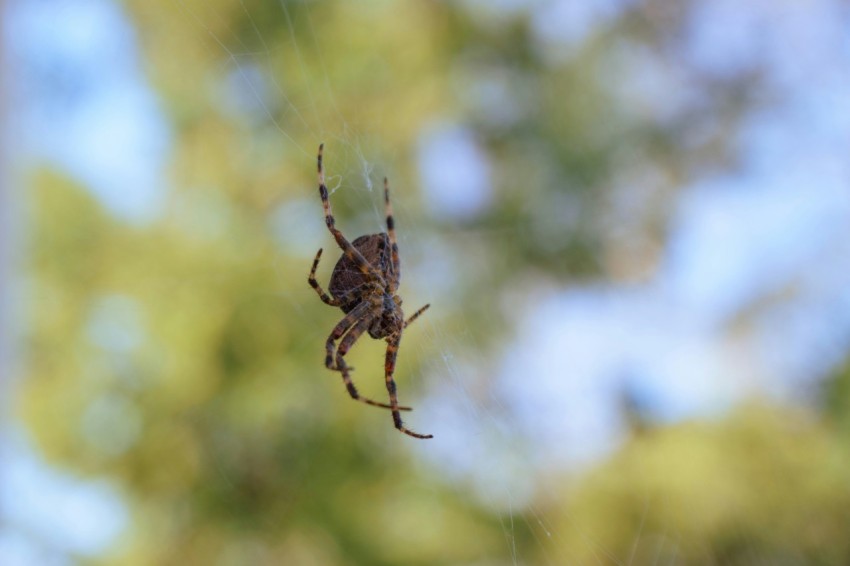 a spider hanging from a web in front of a tree