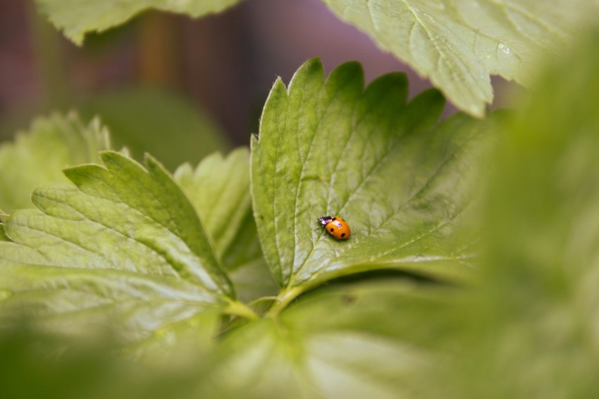 a lady bug sitting on a green leaf