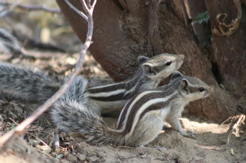 a couple of animals that are standing in the dirt