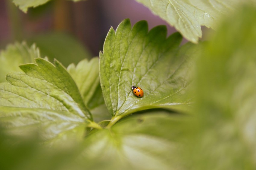 a lady bug sitting on a green leaf