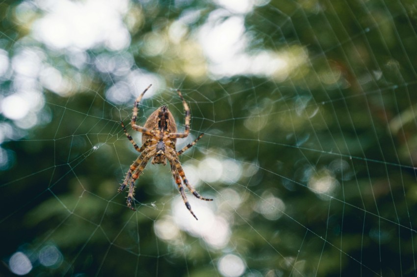 a close up of a spider on a web