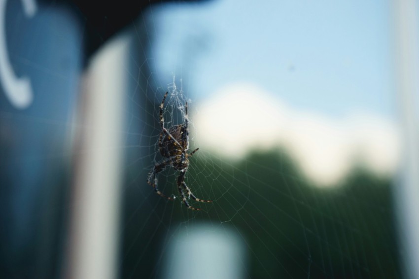 a close up of a spider on a window IZ5P