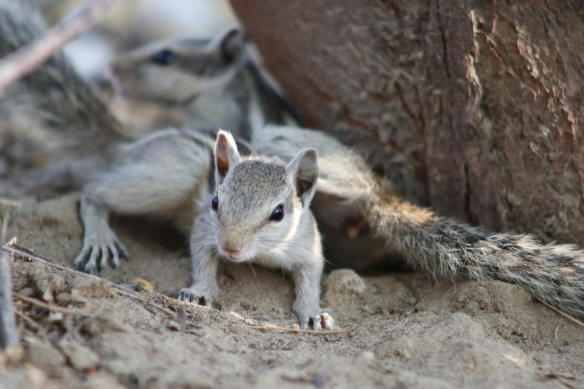 a group of small animals standing next to a tree