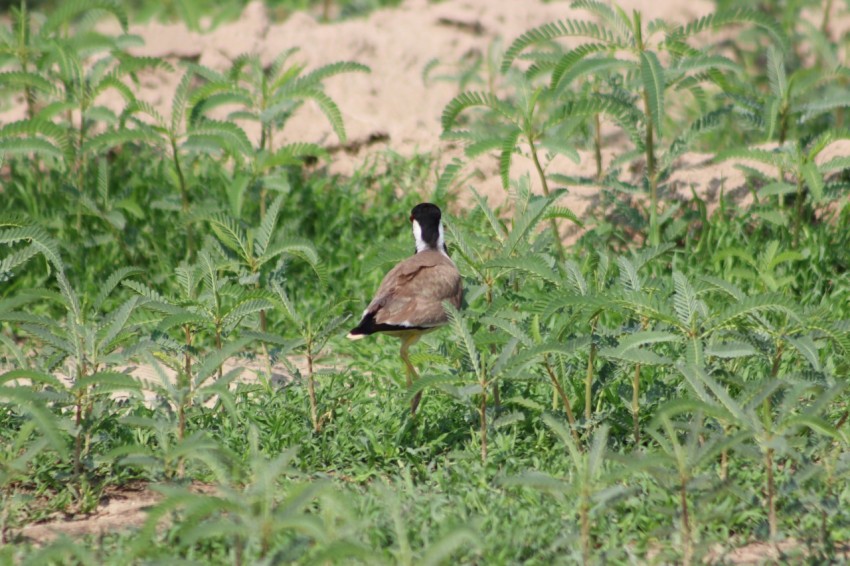 a bird is standing in the tall grass