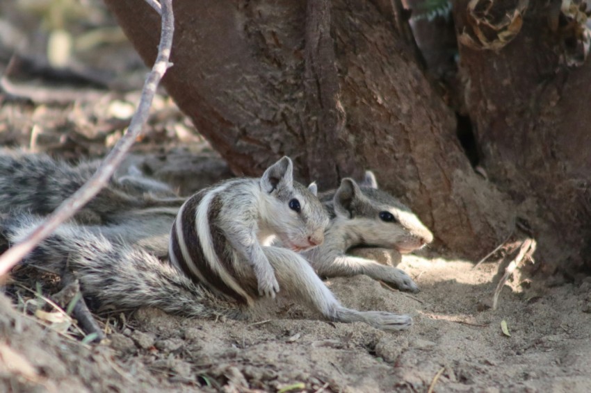 a small animal laying on the ground next to a tree